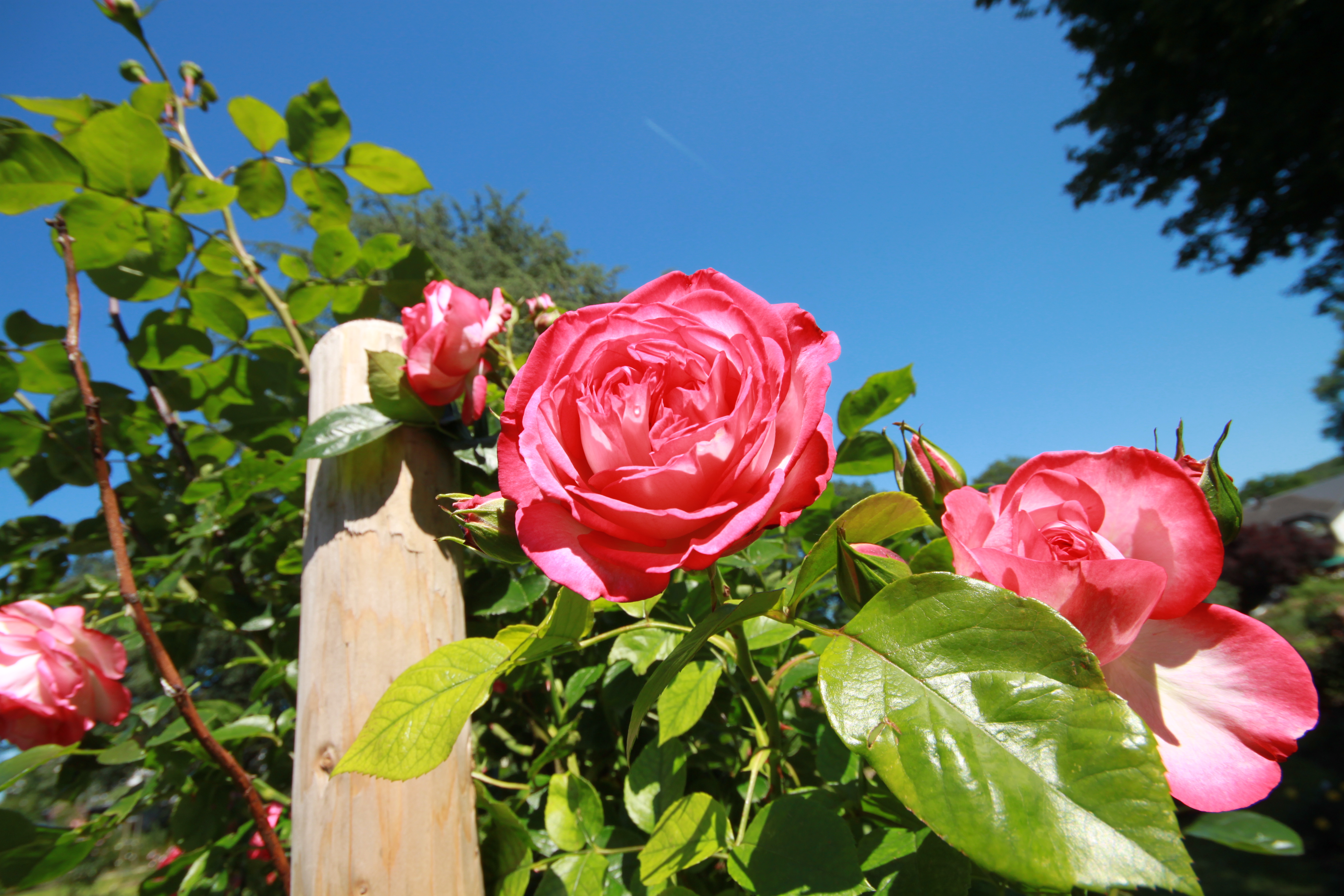 DER Rosengarten